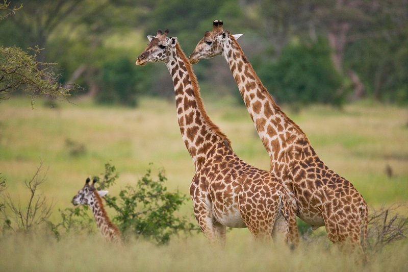 Зачем жирафам пятнистая шкура?