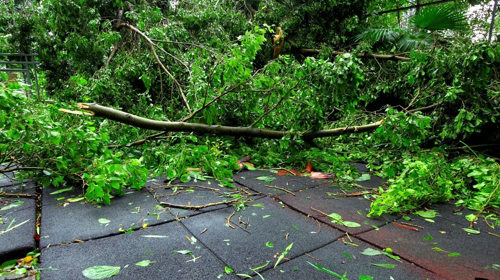 Итоги шторма: ветер в Москве повалил 150 деревьев