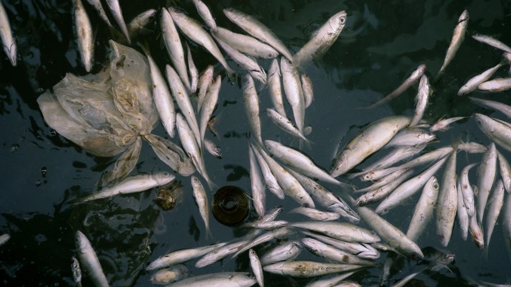 В реке Исеть зафиксирована массовая гибель рыбы