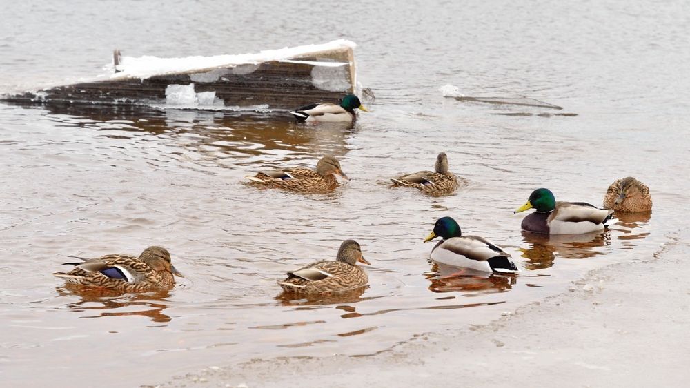 Редких водоплавающих птиц заметили в Москве на Яуз