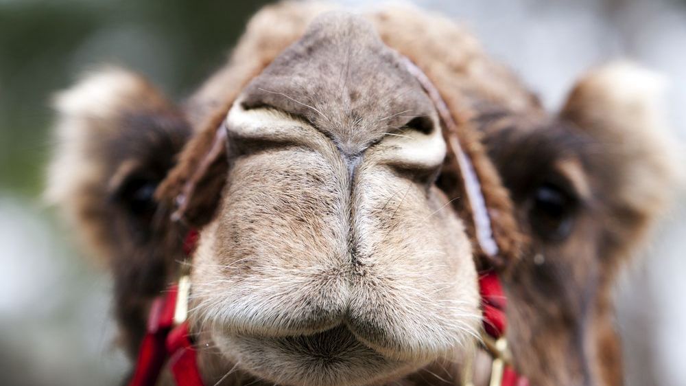 Нос верблюда стал прообразом датчика влажности